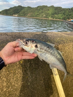 マルアジの釣果