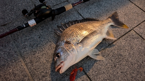 キビレの釣果