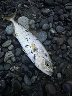 ワカシの釣果