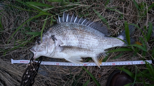 キビレの釣果