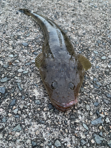 マゴチの釣果