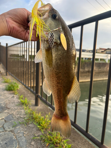 ブラックバスの釣果