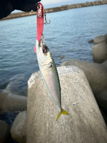 サバの釣果