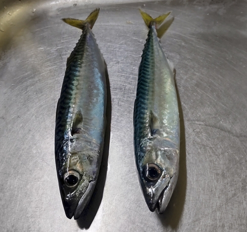 サバの釣果