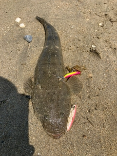 マゴチの釣果