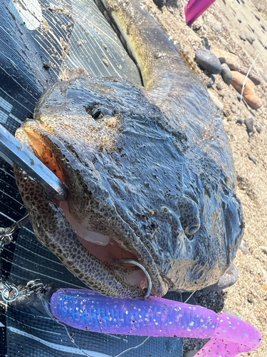 マゴチの釣果