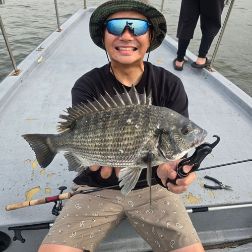 チヌの釣果