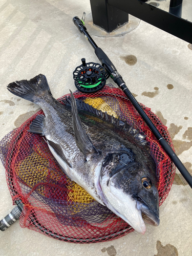 クロダイの釣果