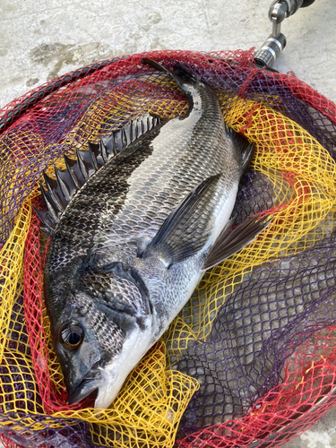 クロダイの釣果