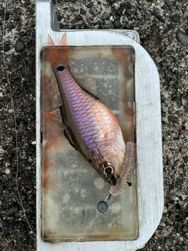 ネンブツダイの釣果