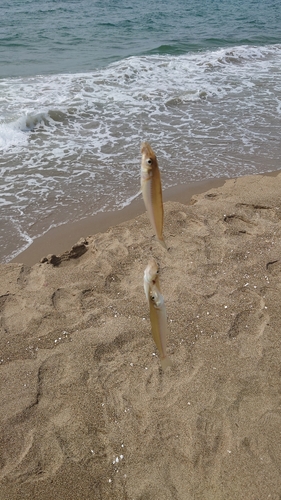 キスの釣果