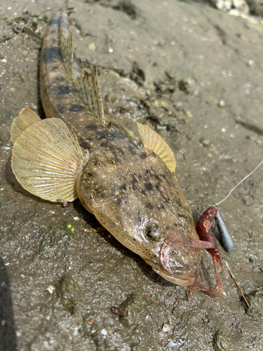 マゴチの釣果