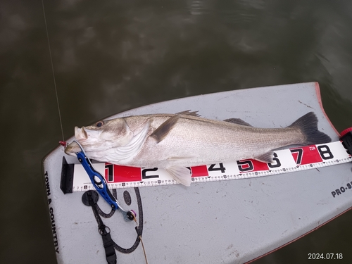 シーバスの釣果