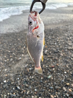 ニベの釣果