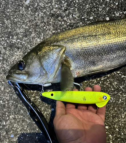 シーバスの釣果