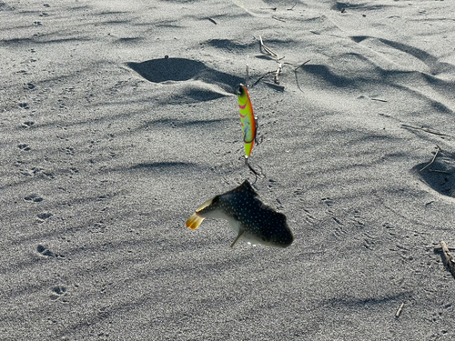 クサフグの釣果