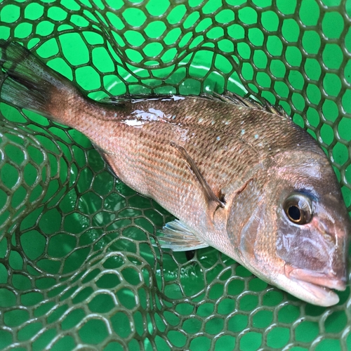 タイの釣果