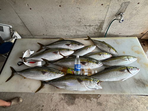 メジロの釣果