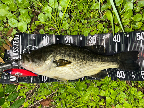 ブラックバスの釣果