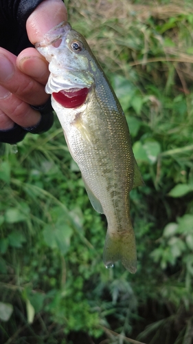 ラージマウスバスの釣果