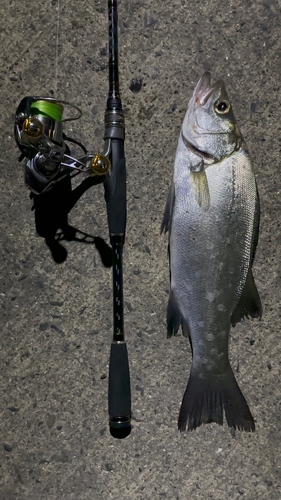 シーバスの釣果