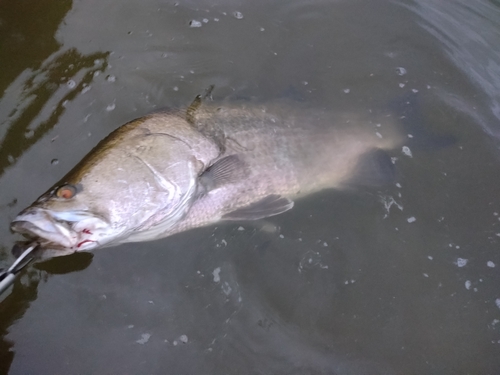 アカメの釣果