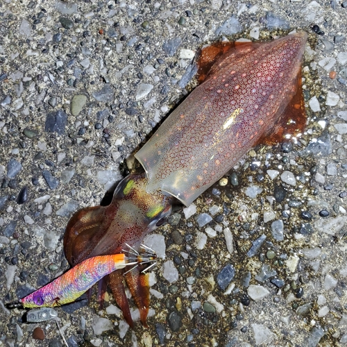 ケンサキイカの釣果