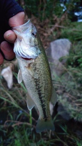 ラージマウスバスの釣果