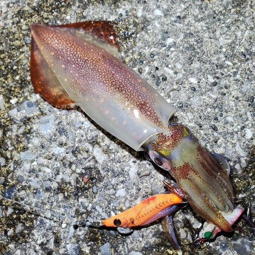 ケンサキイカの釣果