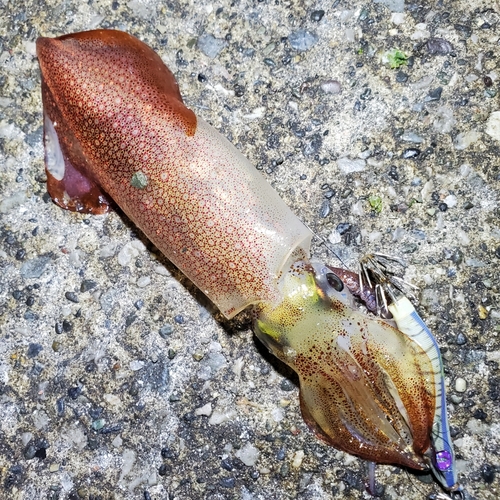 ケンサキイカの釣果