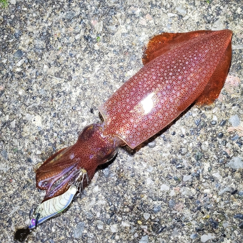 ケンサキイカの釣果