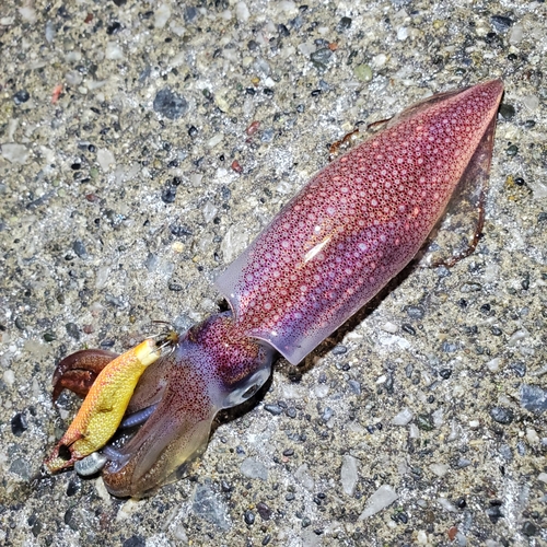 ケンサキイカの釣果