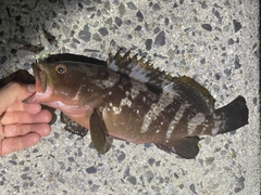 アコウの釣果