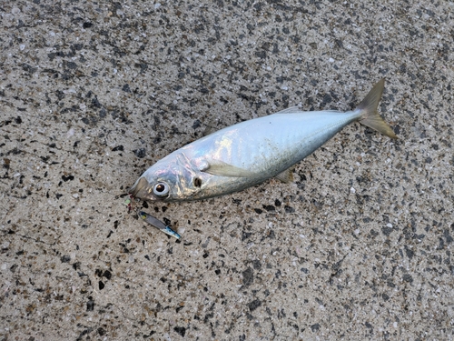 マルアジの釣果