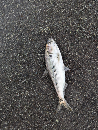 コノシロの釣果