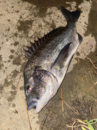 チヌの釣果