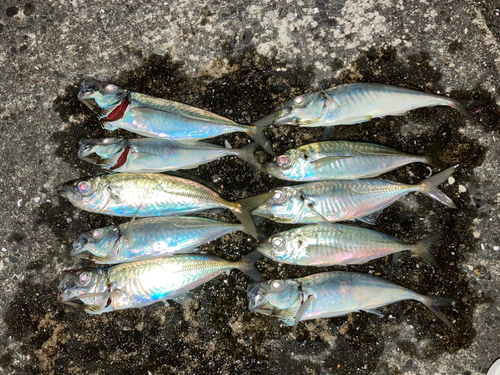 アジの釣果