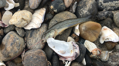 マハゼの釣果