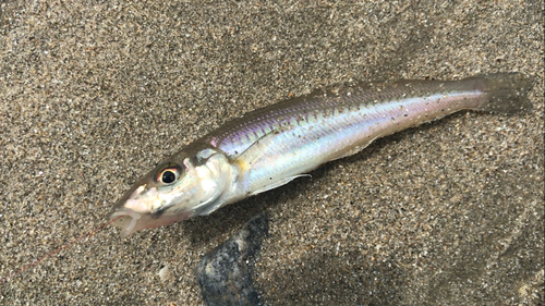 シロギスの釣果