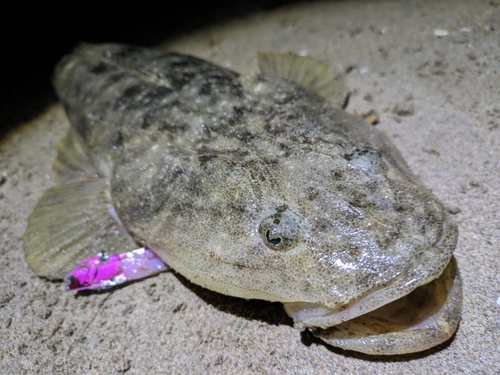 マゴチの釣果