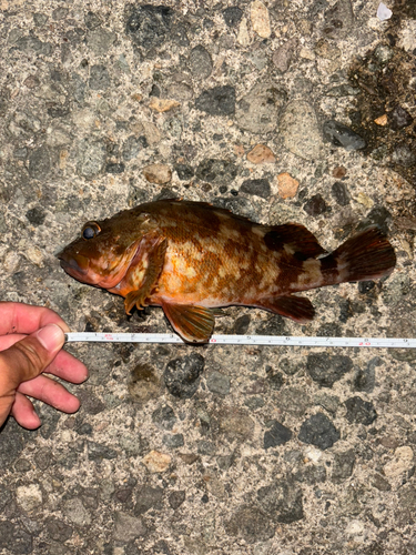 カサゴの釣果