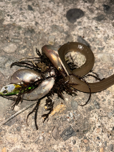 ダイナンウミヘビの釣果