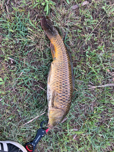 マナマズの釣果