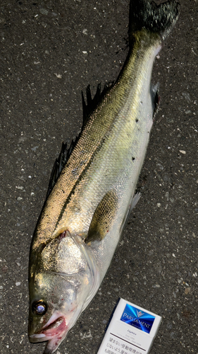 フッコ（マルスズキ）の釣果