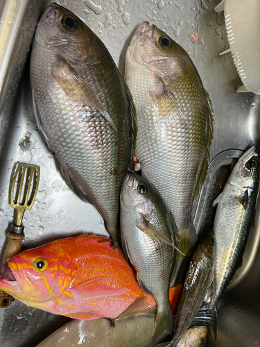 アオダイの釣果