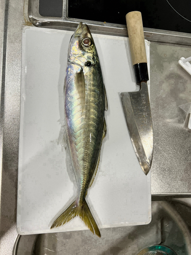 マルアジの釣果