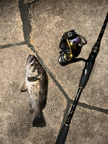 クロソイの釣果