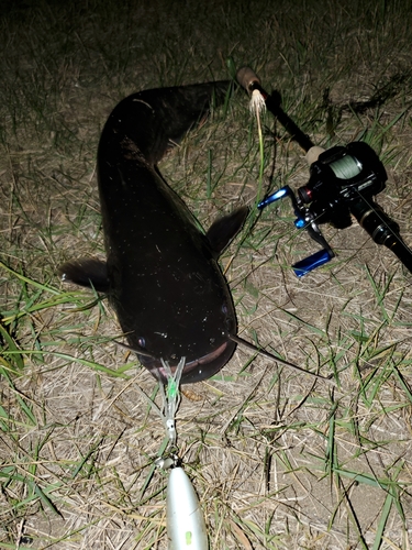 マナマズの釣果