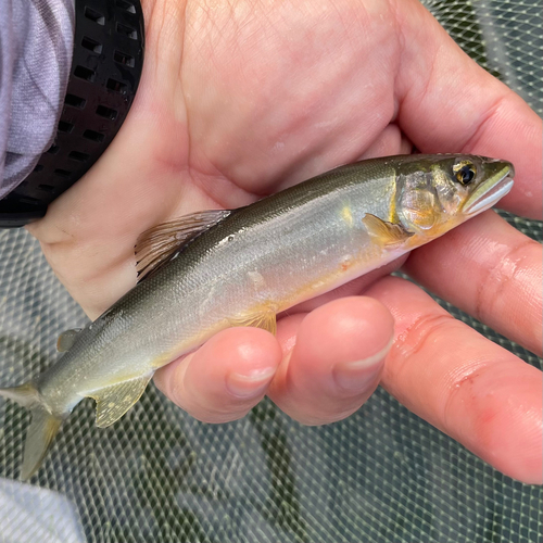 アユの釣果