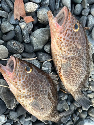 オオモンハタの釣果